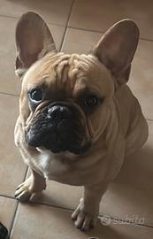 Bulldogue francese per monta