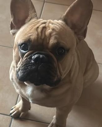 Bulldogue francese per monta