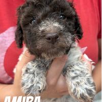 Lagotti Romagnoli con pedigree