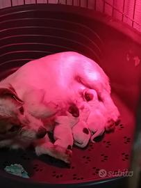 Jack russel pelo broken