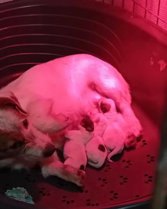 Jack russel pelo broken