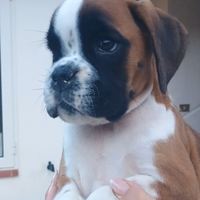 Boxer altissima genealogia