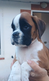 Boxer altissima genealogia