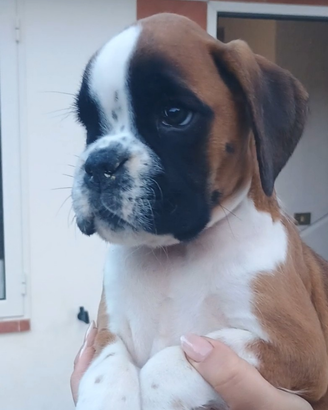 Boxer altissima genealogia