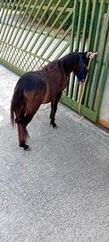 Pony femmina