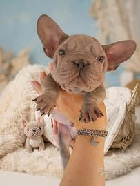 Cuccioli bulldog francese esotici