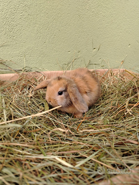 Conigli Coniglietti Testa Leone e Ariete