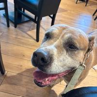 Simil Amstaff maschio