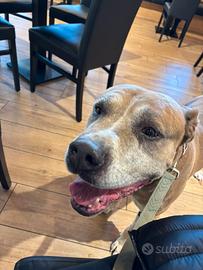 Simil Amstaff maschio