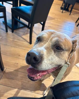 Simil Amstaff maschio