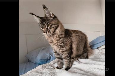 Cucciolo di Maine coon disponibile