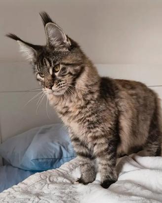 Cucciolo di Maine coon disponibile