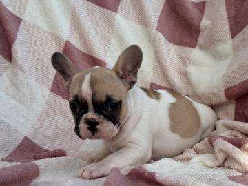 Cucciola di bulldog francese femmina