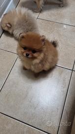 Spitz tedeschi nano/pomerania
