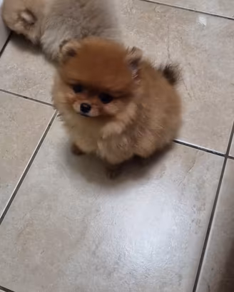 Spitz tedeschi nano/pomerania