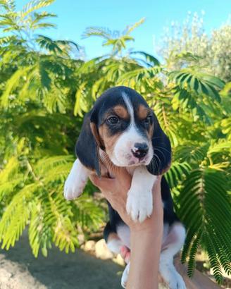 Beagle tricolore 