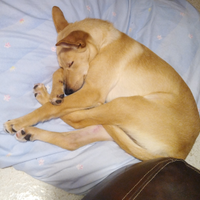 Moka, cucciolo da caccia