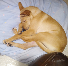 Moka, cucciolo da caccia