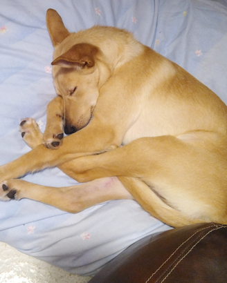 Moka, cucciolo da caccia