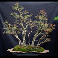 Bonsai acero palmato bosco