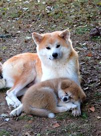 CUCCIOLI DI AKITA Lombardia
