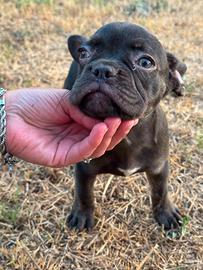 Bulldog francese