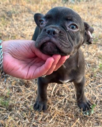 Bulldog francese