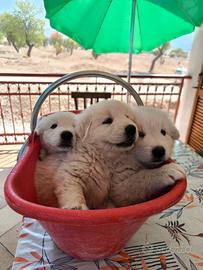 cuccioli pastore abruzzese iter vacci e pedigree