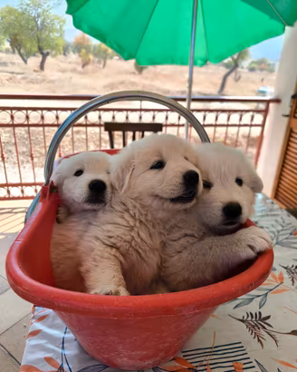 cuccioli pastore abruzzese iter vacci e pedigree