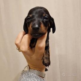 Cucciolo di bassotto con pedigree