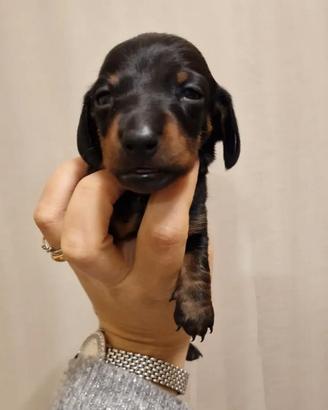 Cucciolo di bassotto con pedigree