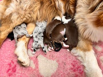 Cuccioli pastore australiano