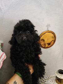 Barboncino Toy nera