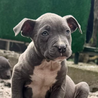 Cuccioli di pitbull alta genealogia