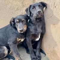 Sorelline 5 mesi taglia media timide