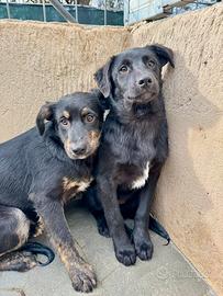 Sorelline 5 mesi taglia media timide