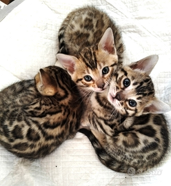 Cucciole Bengala con pedigree anche for breeding