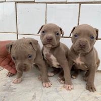 American Pit bull terrier UKC