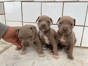American Pit bull terrier UKC