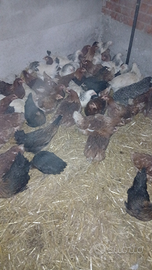 Galline ovaiole colorate