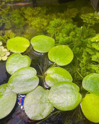 PIANTE VERE PER ACQUARIO