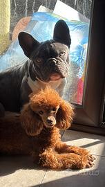 Bulldog francese