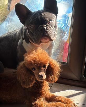 Bulldog francese