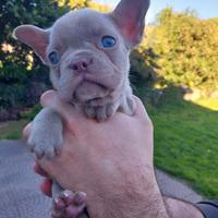 Cucciolo bulldog francese esotico