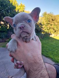 Cucciolo bulldog francese esotico