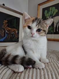 Cucciola calico