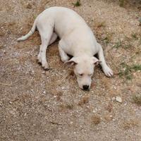 Cucciola di dogo argentino