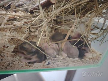 Cuccioli di criceto nano russo