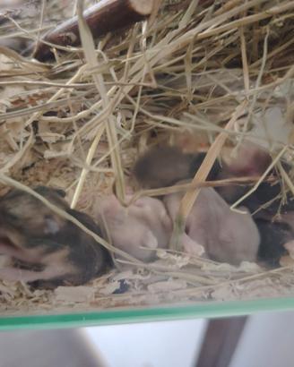 Cuccioli di criceto nano russo