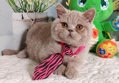 British Shorthair Kuma